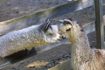 Alpacas