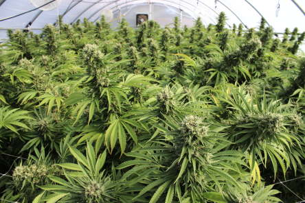cover weed2 cover weed2