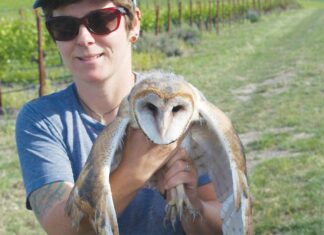 Wineries Use Owls for Rodent Problems