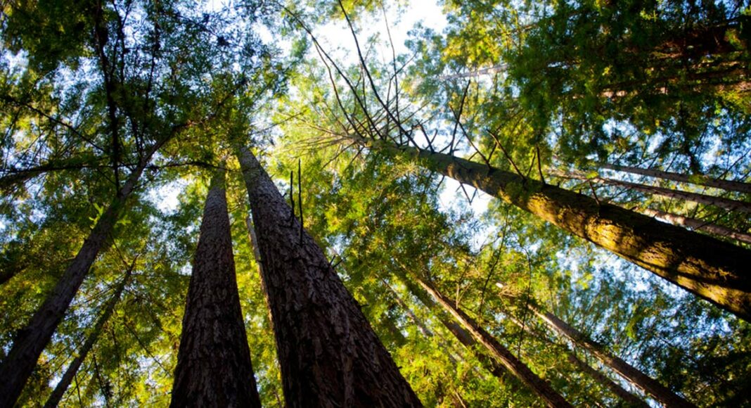 Redwood grove