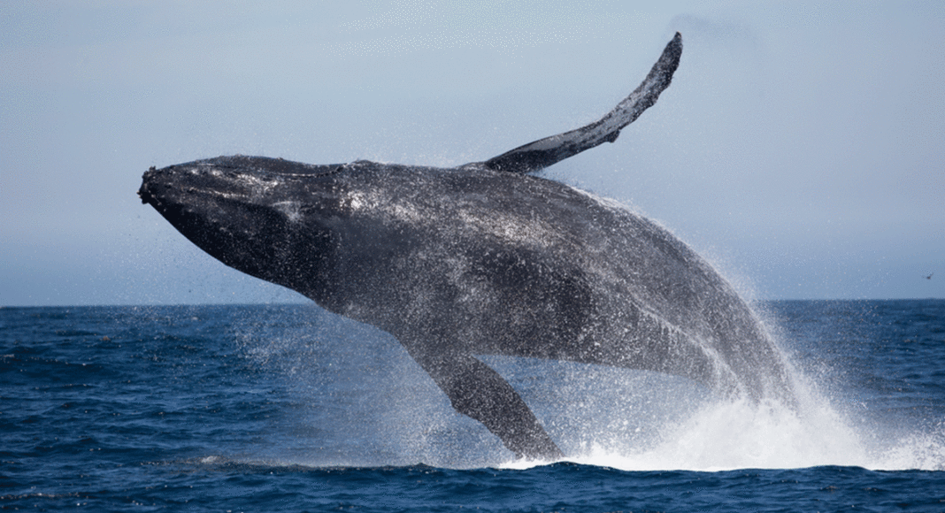humpback whale breaching
