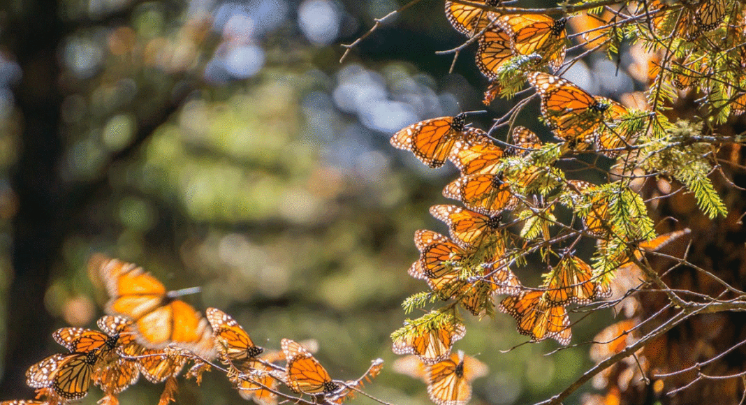 Monarch butterflies