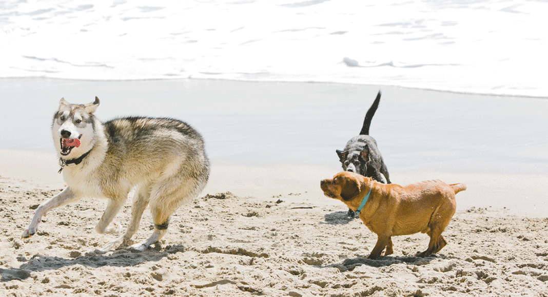 dog walking advocates