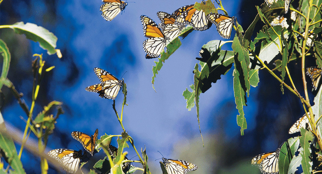 Monarch butterflies