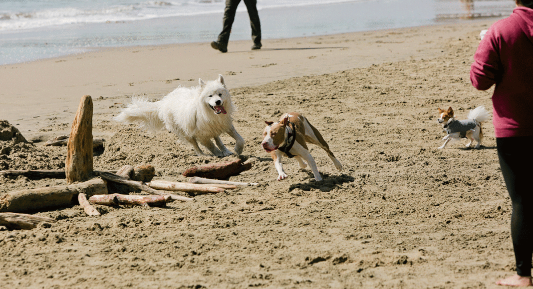 off-leash laws dogs running on a beach in Santa Cruz