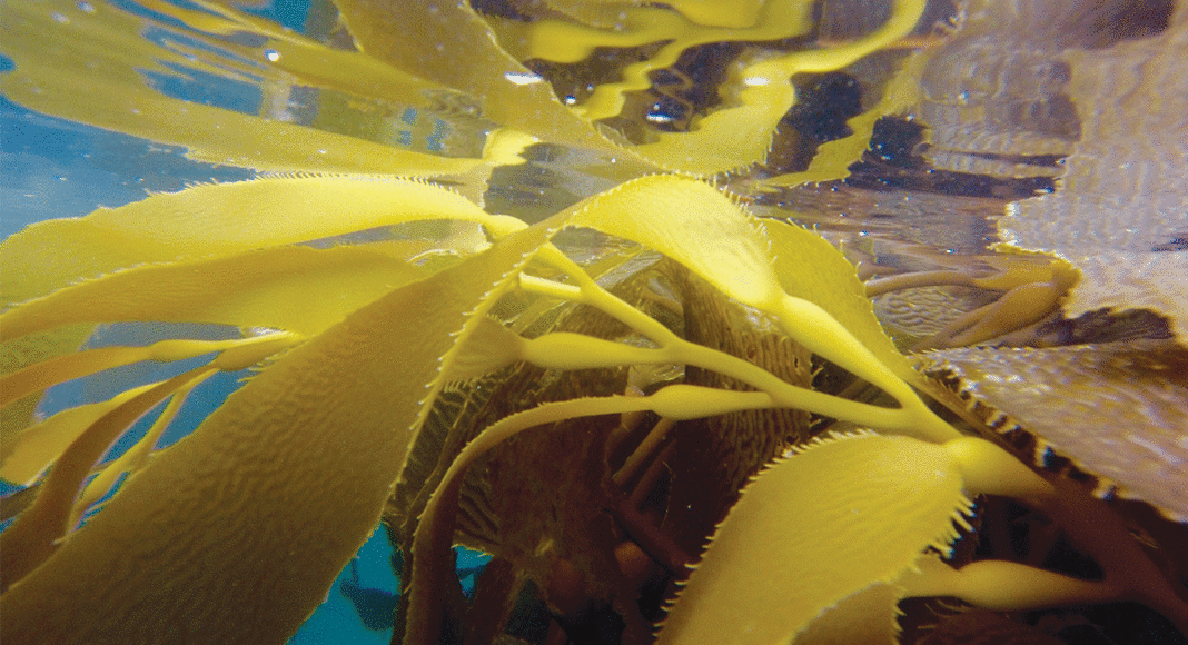 Seaquoia Wild Seaweeds eating seaweed Santa Cruz