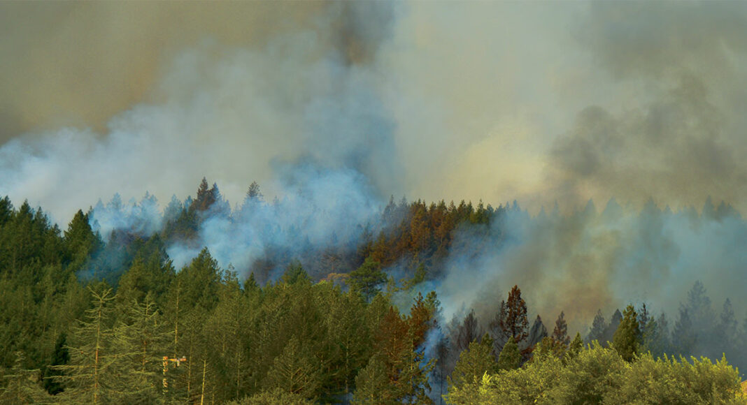Santa Rose wildfire smoke in trees