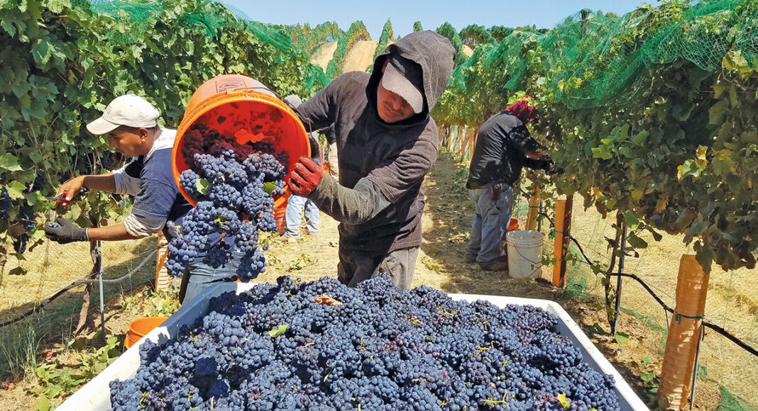 pinot noir santa cruz mountains 2017 grape harvest