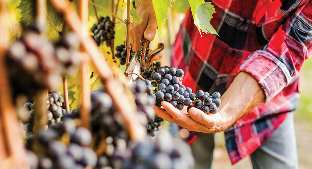 Ridge Vineyards sustainable red wine