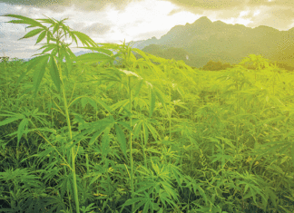 Black Market Cannabis: How Hard Should Officers Crack Down? black market cannabis crackdown in california