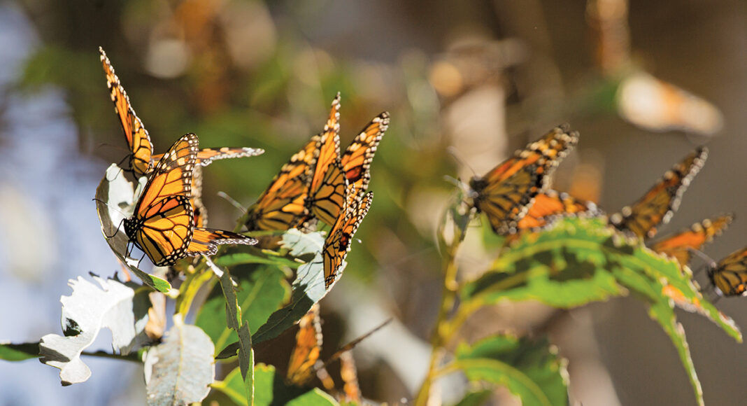 Monarch butterflies