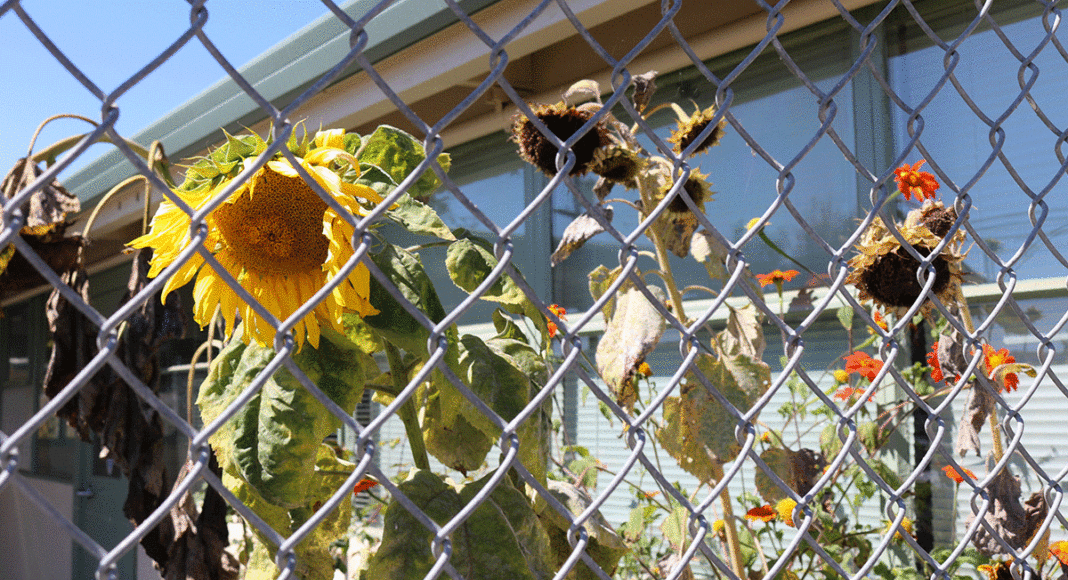 South County pesticides