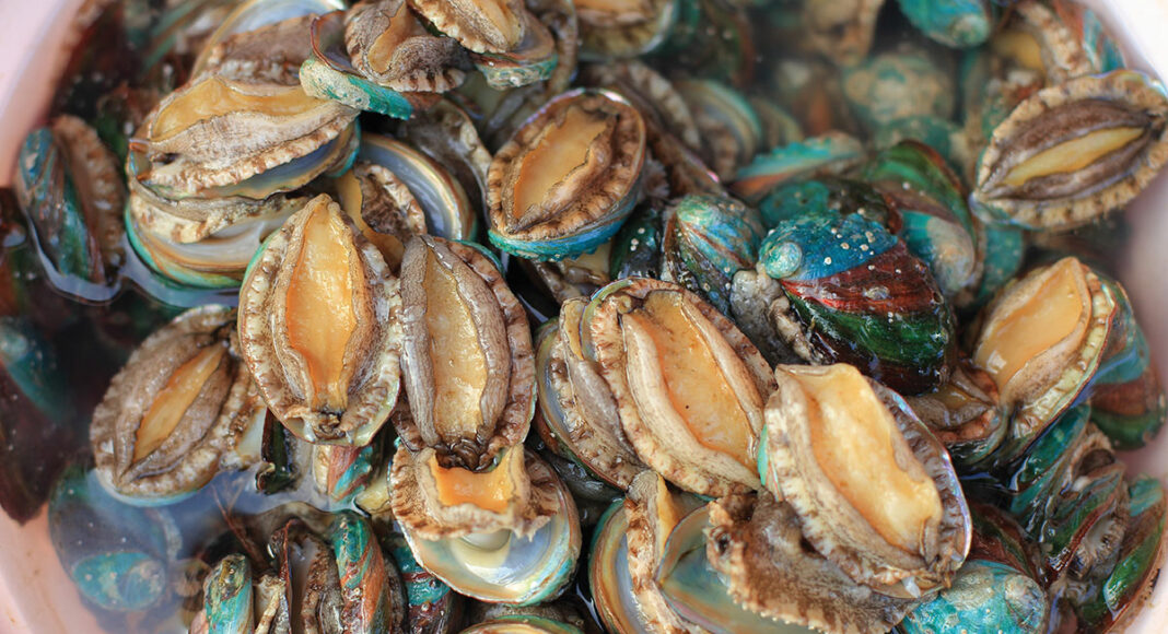 abalone
