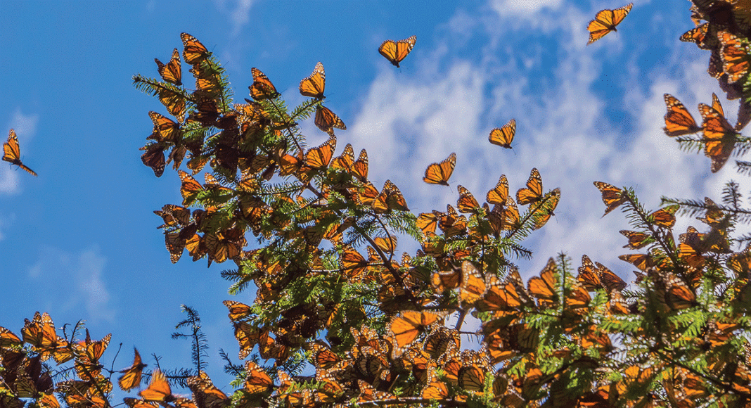 monarchs