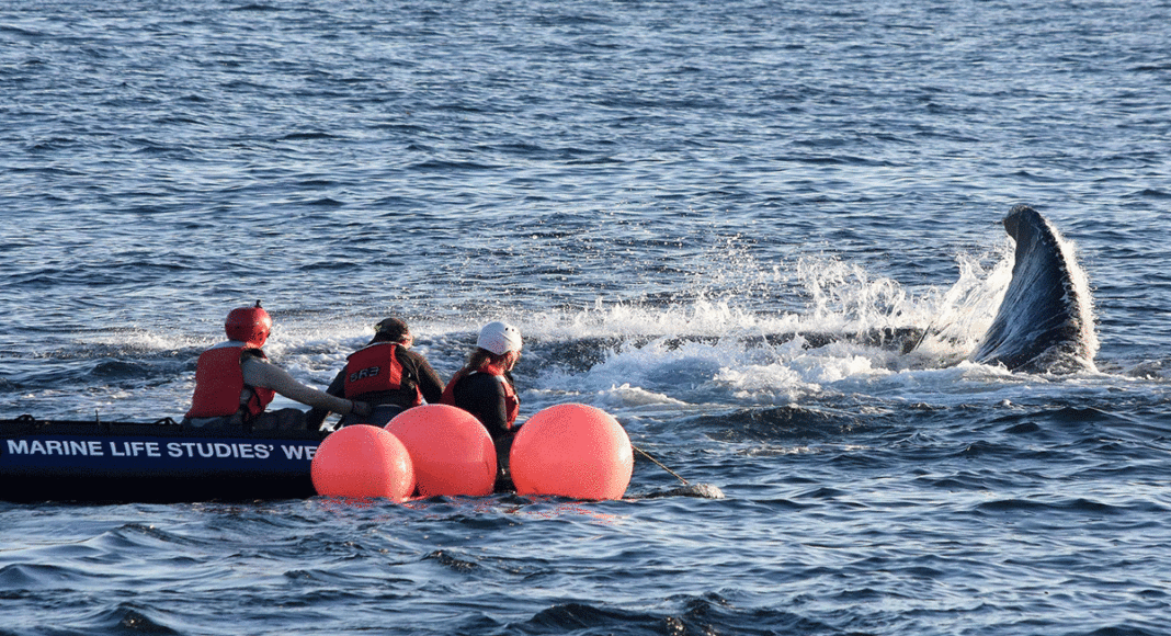 whale entanglement team