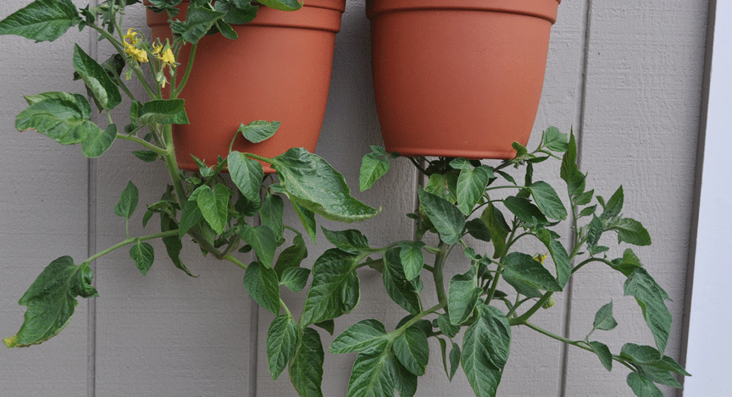 upside-down gardens