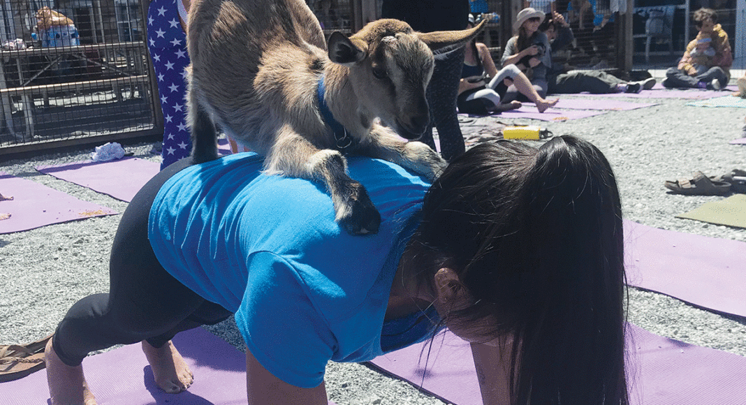 goat yoga