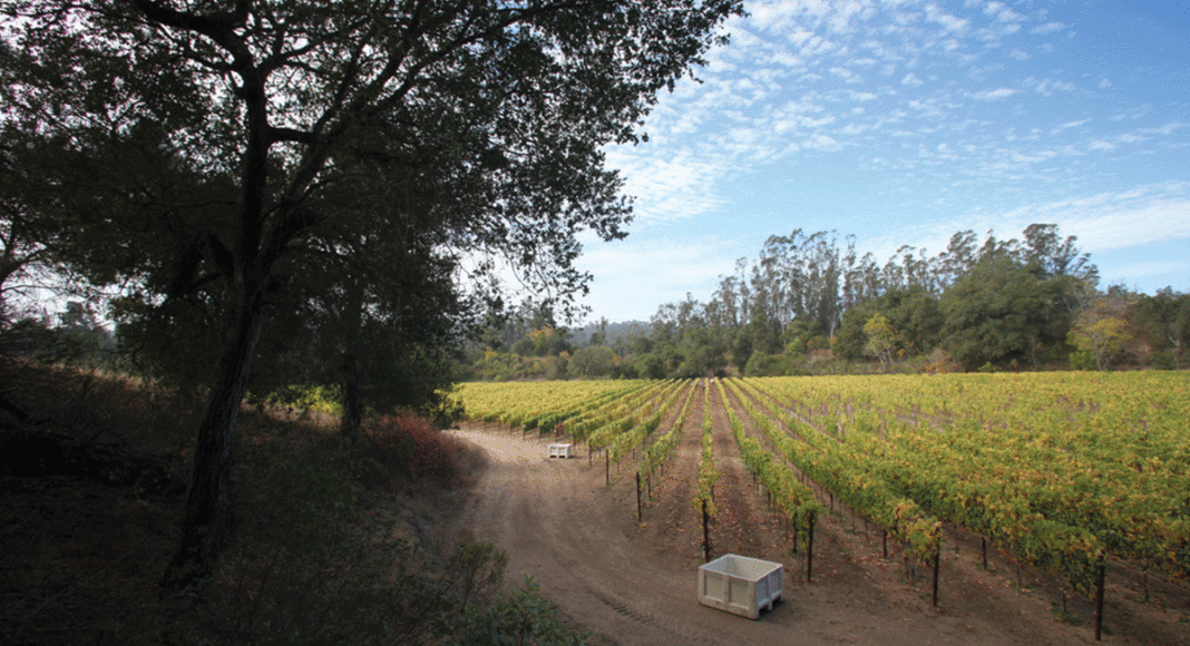 storrs winery