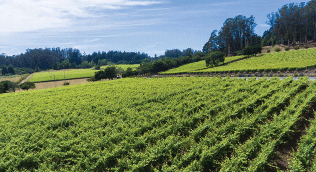 Lester Family Vineyards