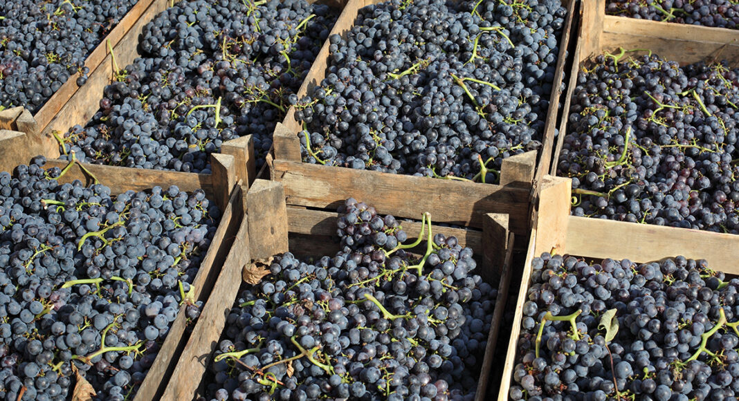 Bartolo Merlot