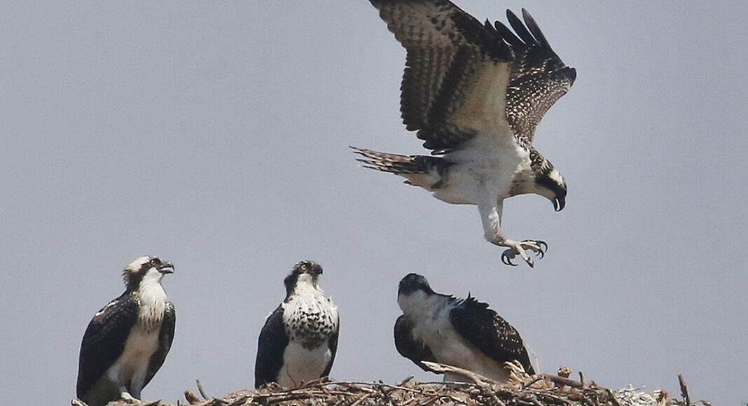 birding-festival