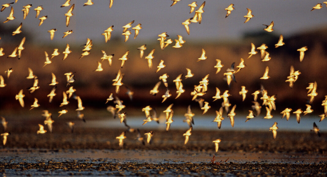 elkhorn-slough-wetlands