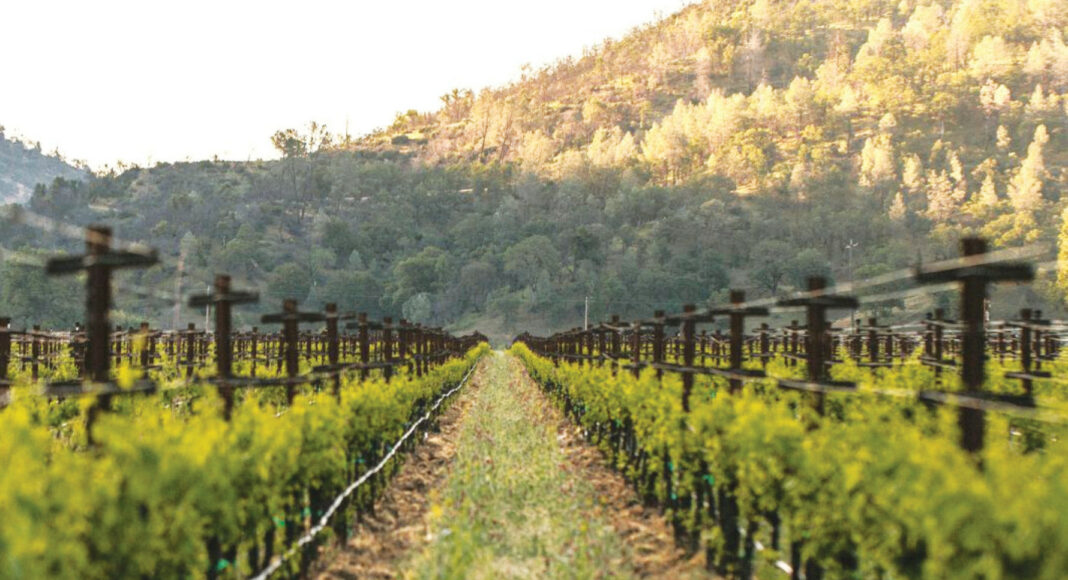 Shannon-Family-Wines