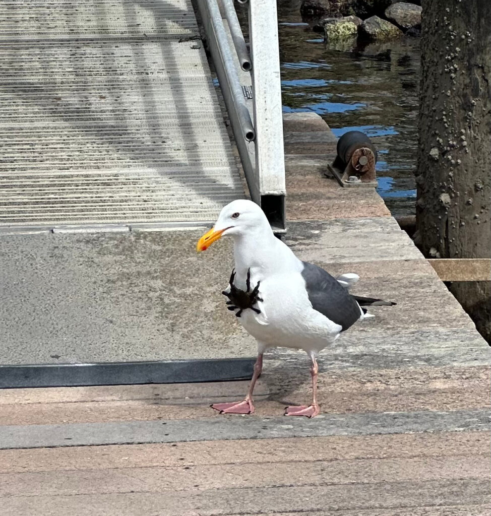 Odd Couple Seagull and Crab