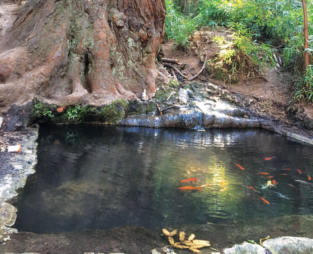 koi pond pogonip best place to ponder, editors picks