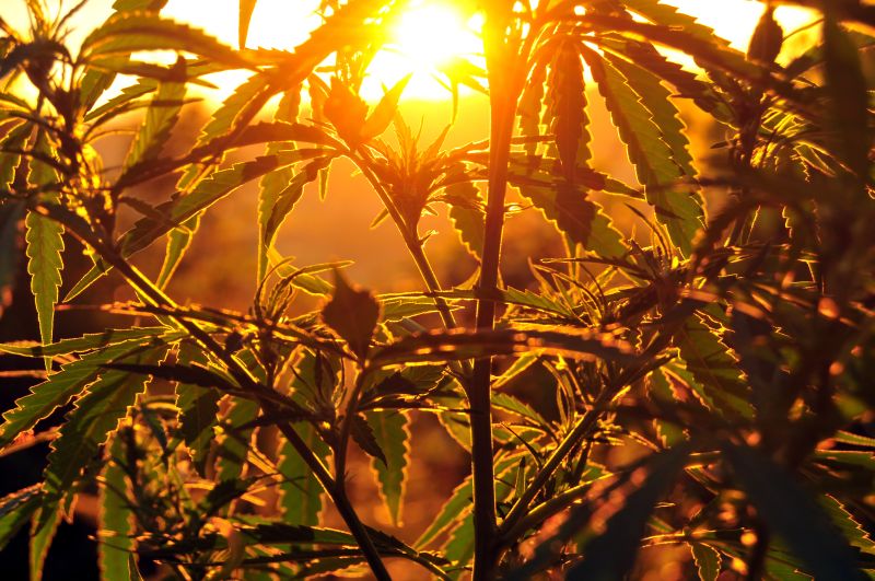 cannabis, weed, pot, marijuana plants