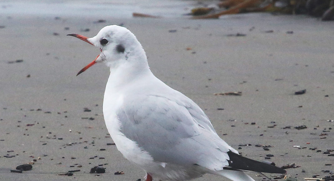 Black-Headed Gull