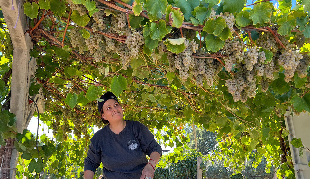 Woman harvesting grapes