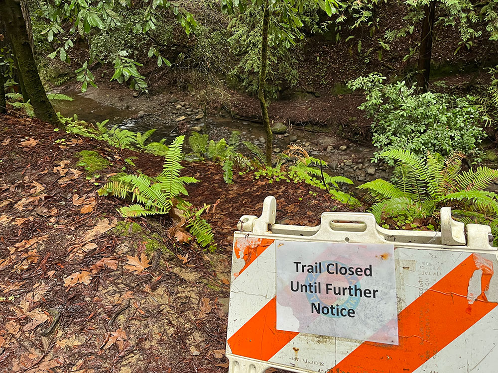 Ferns on forest floor next to a sign saying trail is closed