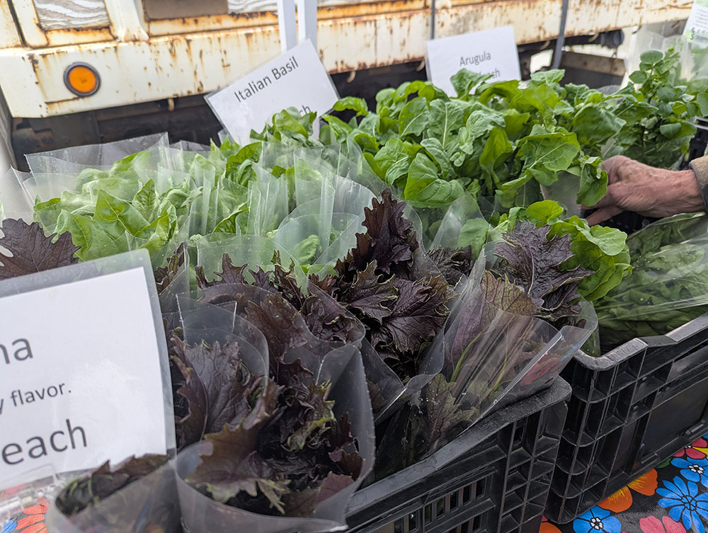 Crates of fresh lettuce