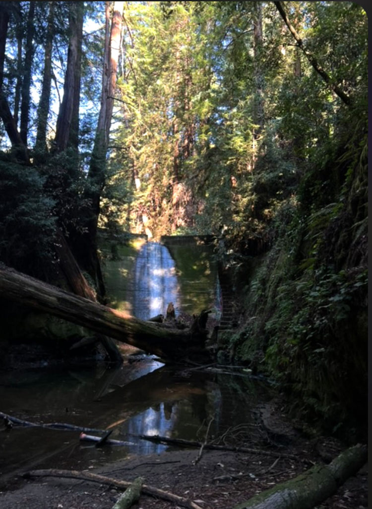 Waterfall in a shadowy forest