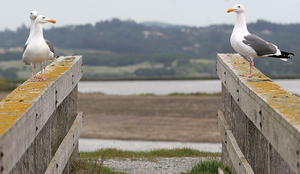Two gulls sitting on either side of a walkway to a body of water