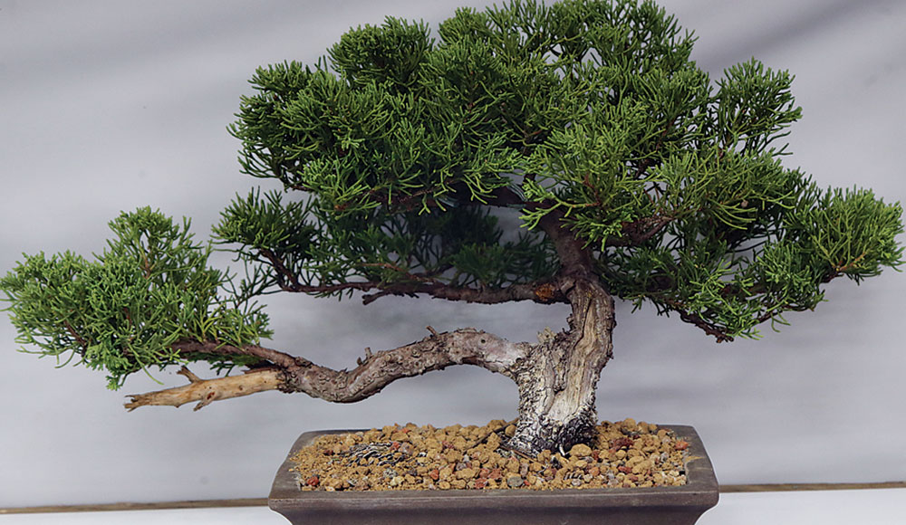 bonsai tree ih Home and Garden