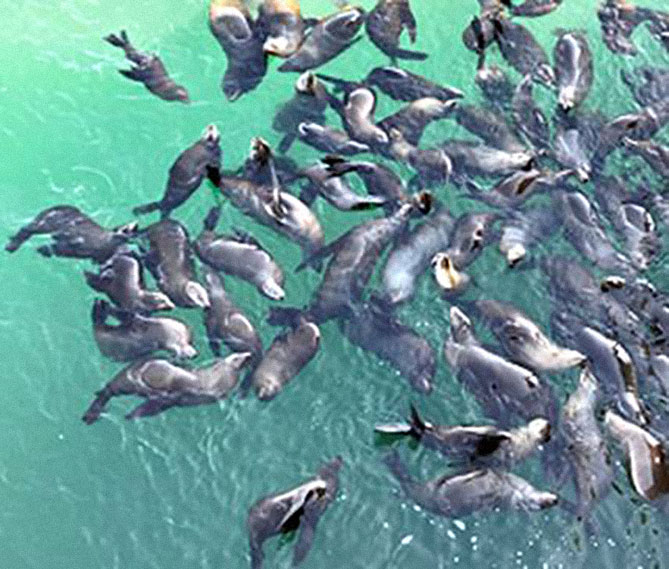 Photo contest winner 5-1-25 sea lions