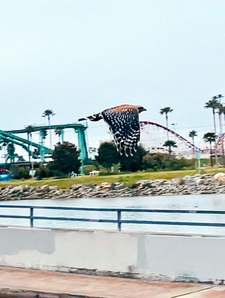 Hawk flying past an amusement park