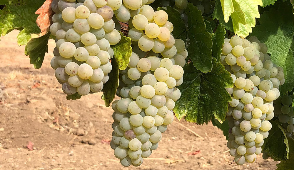 Vine and Dine photo, grapes at M. Mathis Winegrower