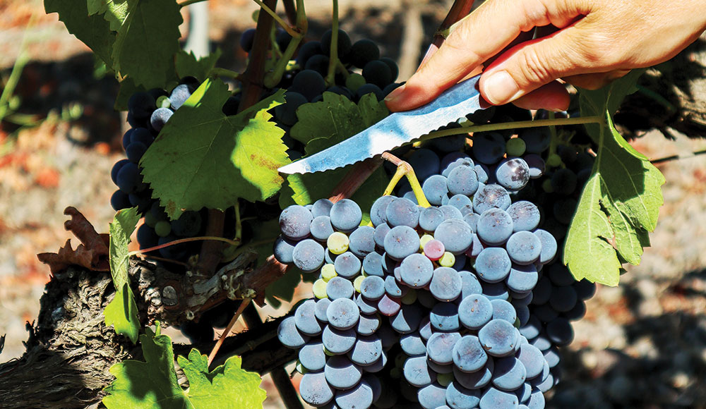 vine and dine photo of grape vines