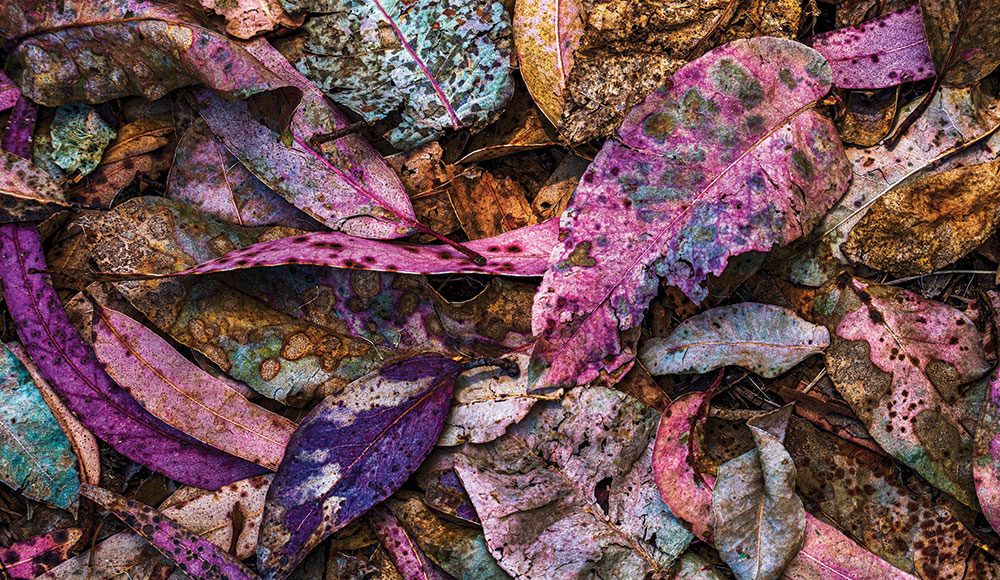 Arts feature photo of colorful fallen leaves.