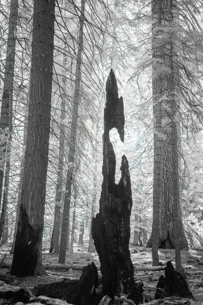 Art and Entertainment arts column photo of tree