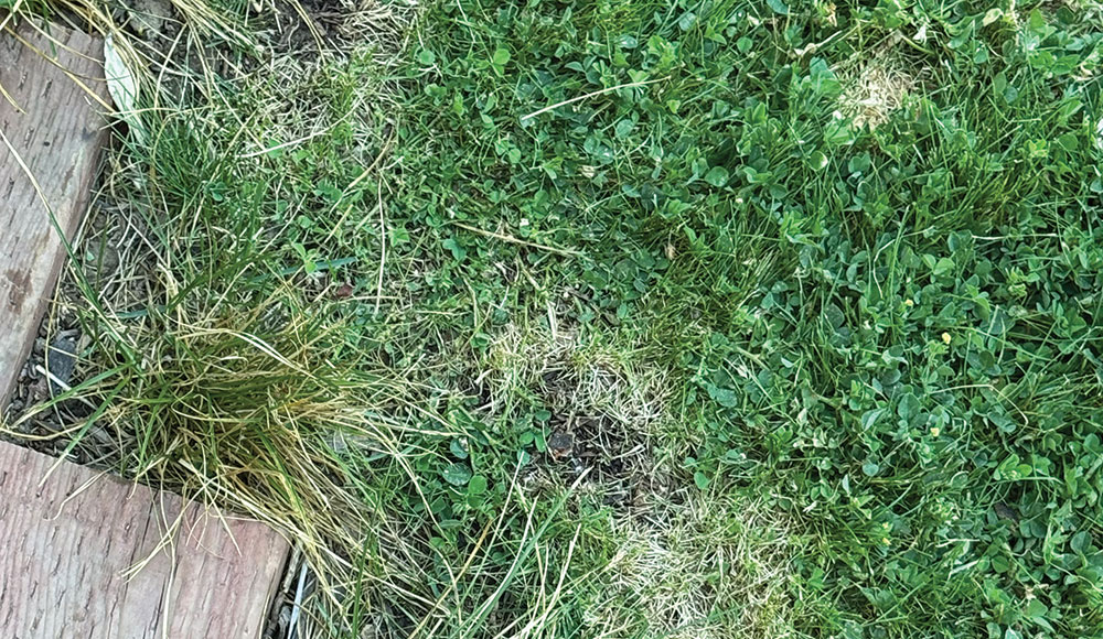 a feral lawn