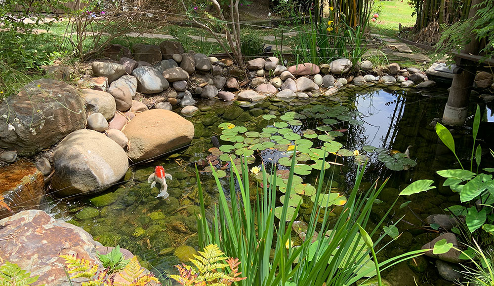 koi pond