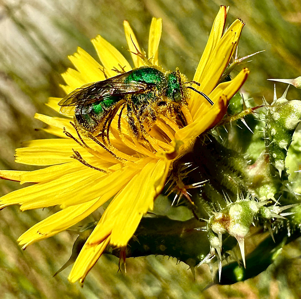 a green insect on a wildflower