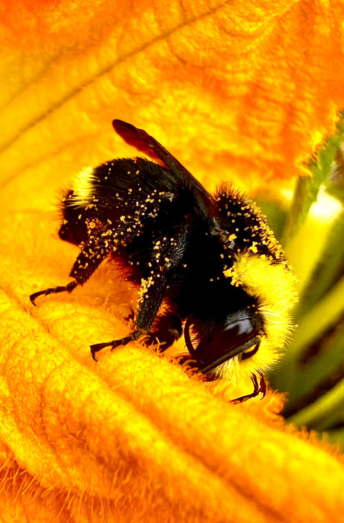 a yellow-faced bumble bee on a squash blossom