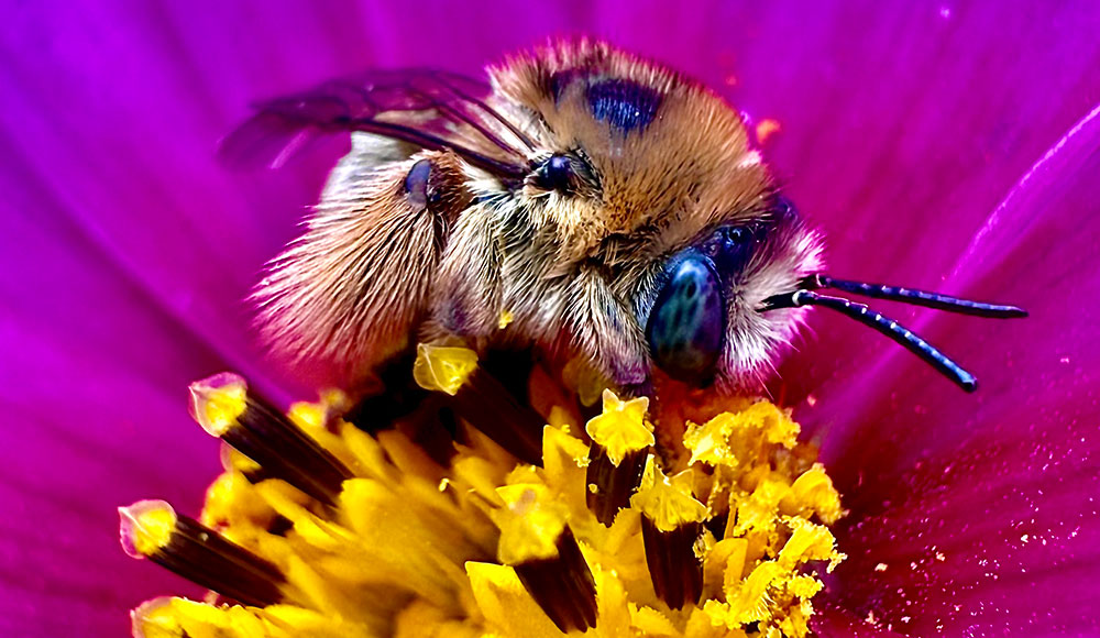 Bee on a brightly colored flower