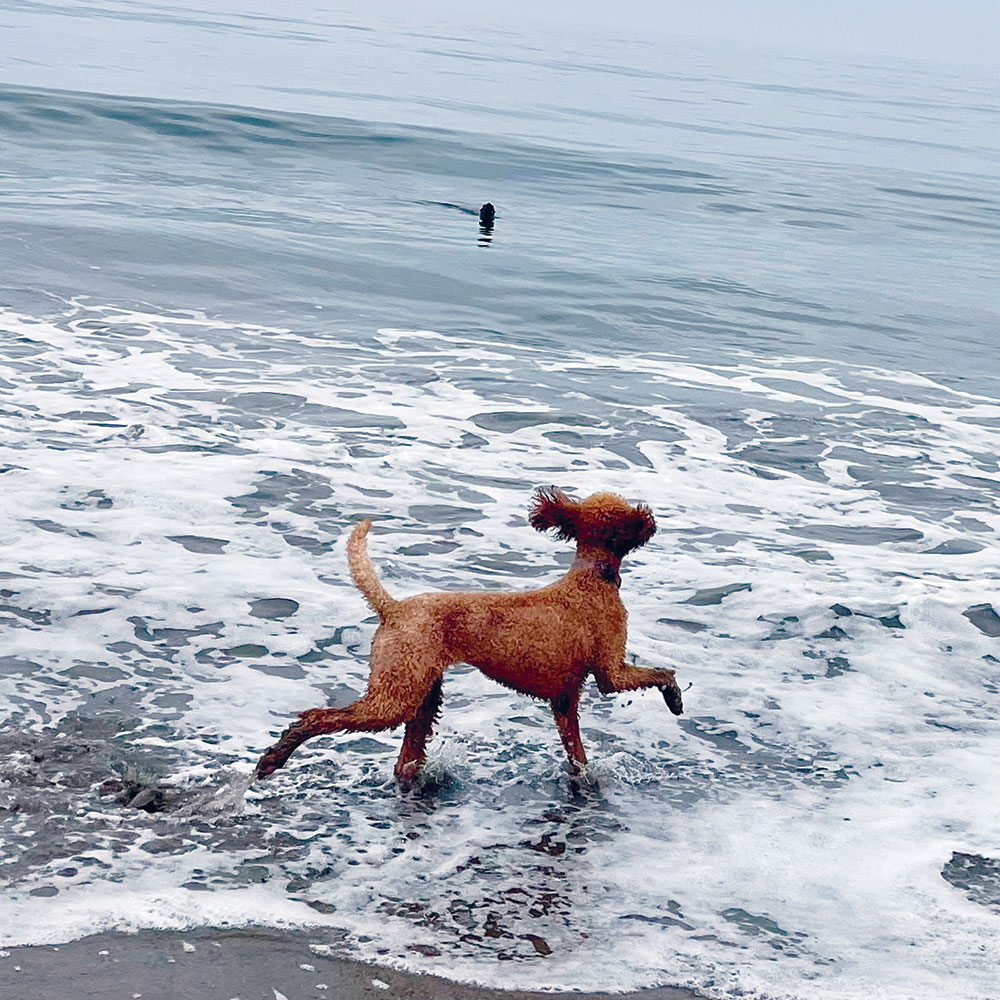 dog playing at the beach in shallow ocean