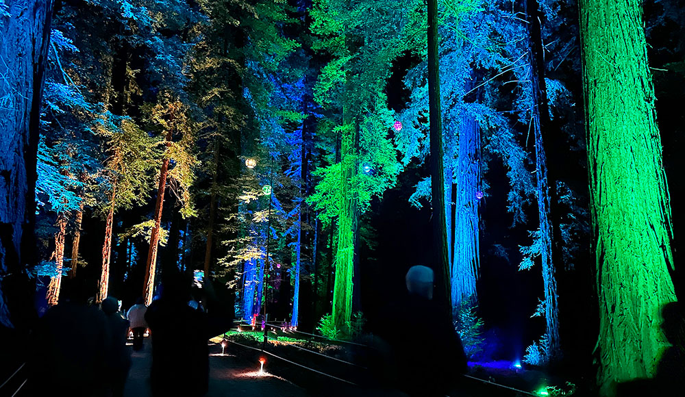 Redwood forest at night illuminated with colorful lights